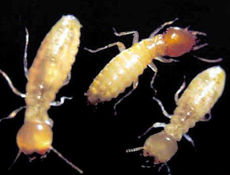 白蚁分飞期间，居民如何发现并防治家中白蚁？