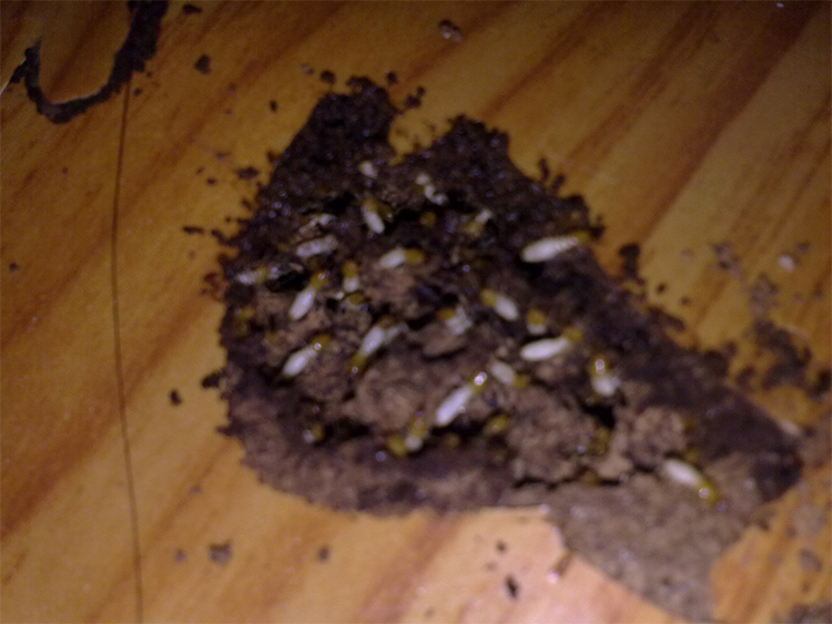 【成都杀虫公司】木地板被虫蛀了怎么办?木地板怎样防蛀虫